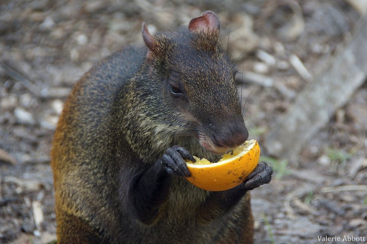 Fiches animaux agouti dore animal fact dasyprocta leporina 