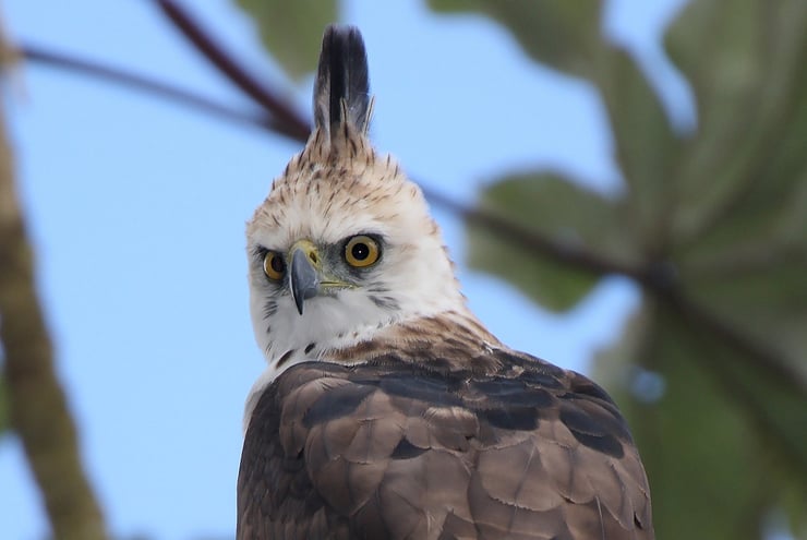 spizaete orne fiche animaux oiseaux animal facts bird ornate hawk eagle