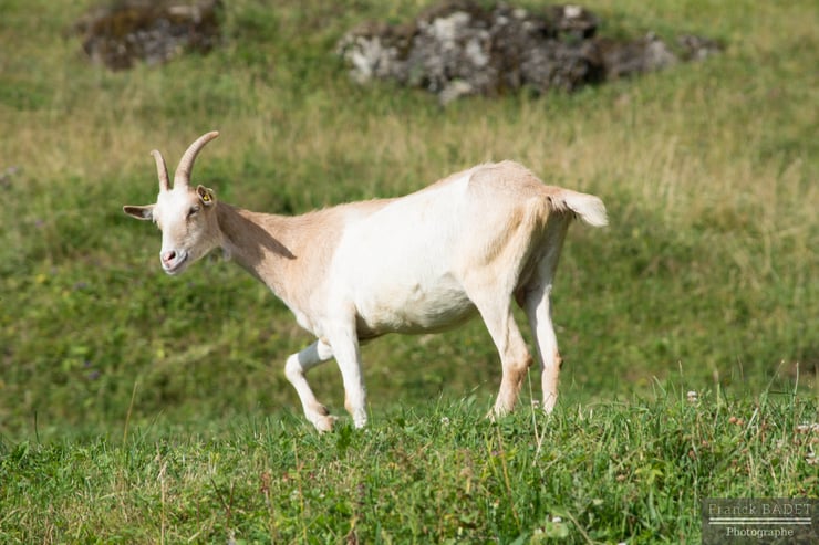 village des chevres lindarets haute savoie reportage