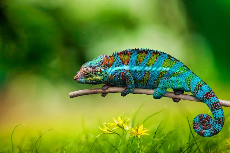 caméléon animaux super pouvoirs