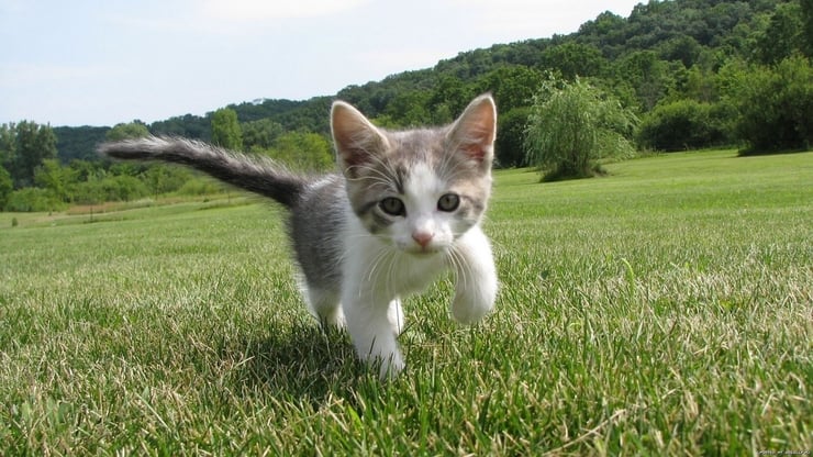 chaton qui coure dans l'herbe adorable mignon petit chat cute baby cat
