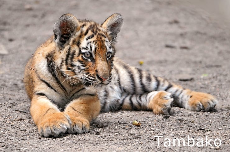 bebe tigre animaux mignons cute cub animals tiger baby