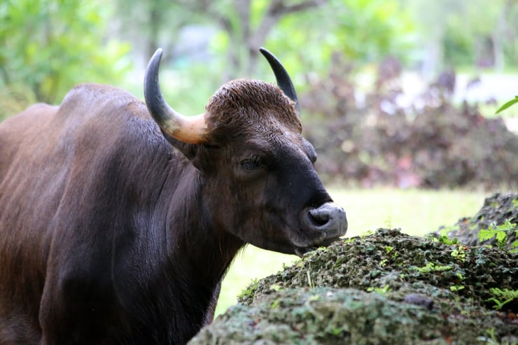 gaur fiche liste des animaux de l'inde