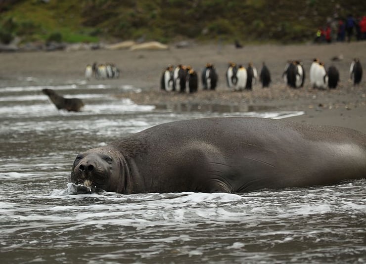 elephant de mer du sud fiche mammiferes marins animaux animal facts southern elephant seal