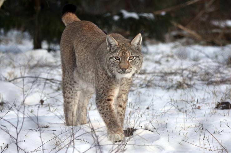 Lynx boréal montagne alpes suisse