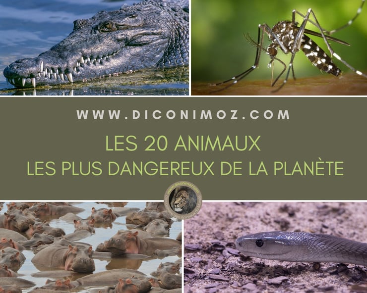 les 20 animaux les plus dangereux de la planète
