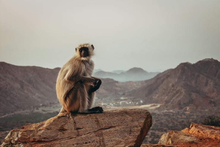 singe inde langur sacre