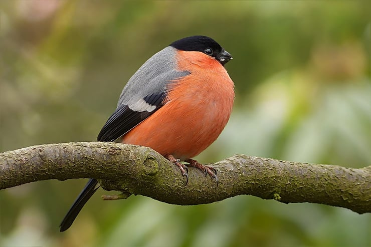 bouvreuil oiseaux de nos jardins fiche animaux animal facts birds eurasian bullfinch