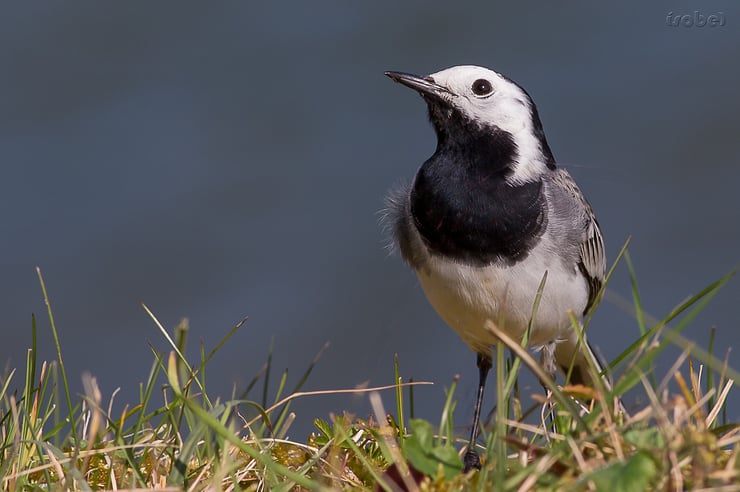 les oiseaux de nos jardins la bergeronnette grise