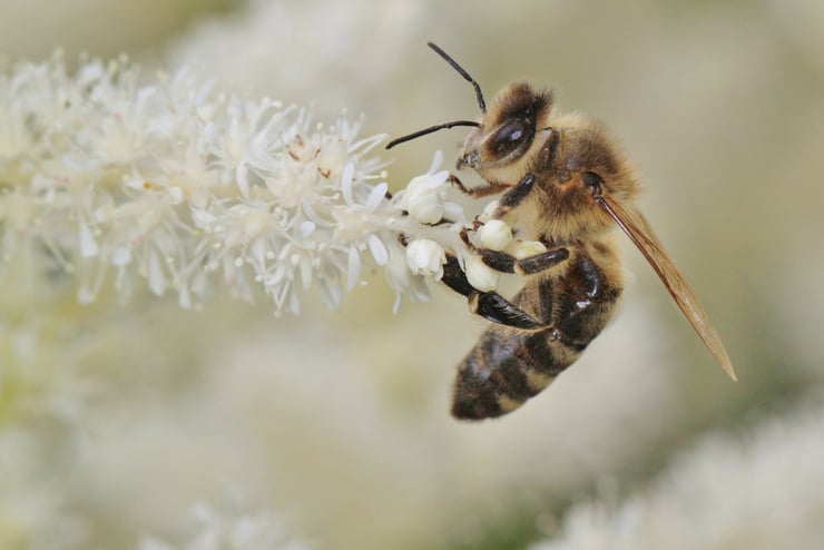 Les abeilles, sentinelles d’un désastre annoncé