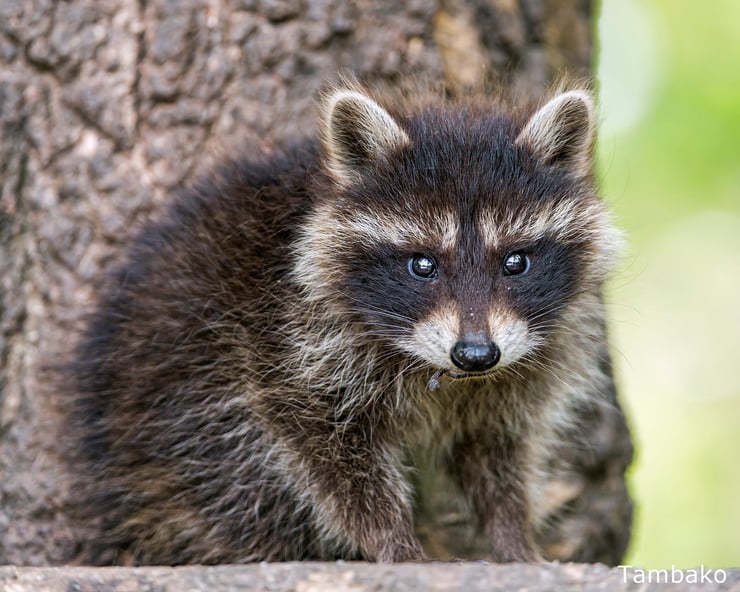 bebe raton laveur animaux mignons baby cute racoon animals