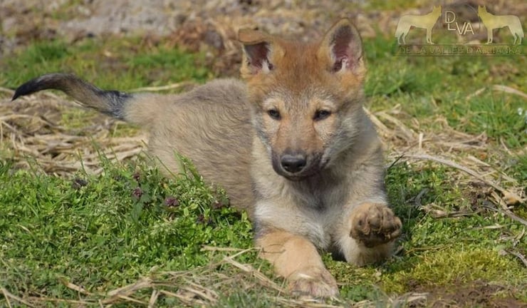 chiot chien loup tchecoslovaque baby dog czeck wolf-dog