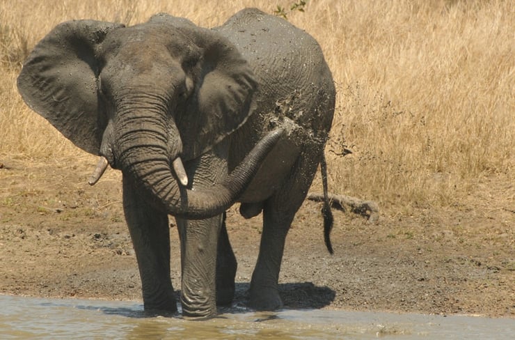 L’éléphant : peu de repos pour les géants