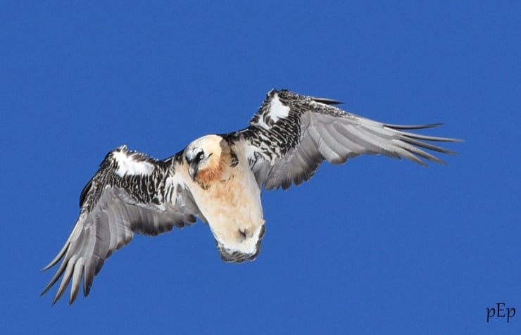 gypaete barbu en vol envergure fiche oiseaux alpes montagnes françaises