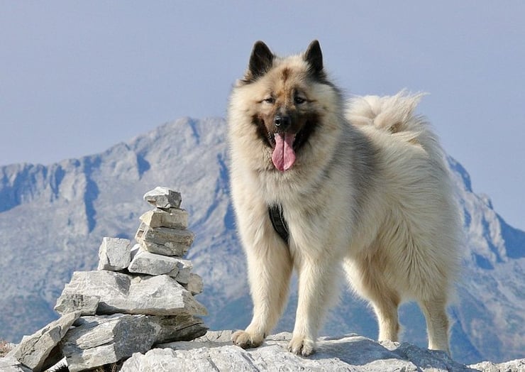 eurasier fiche chien animaux de compagnie race caractere origine comportement poil sante
