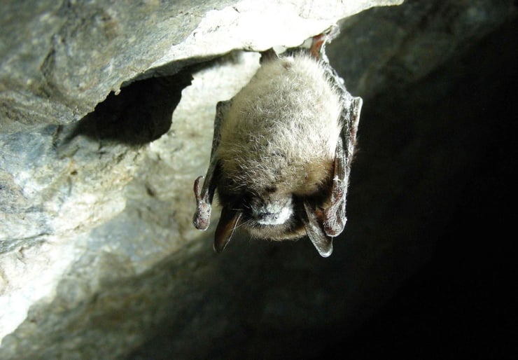 chauve souris hibernation animaux qui hibernent
