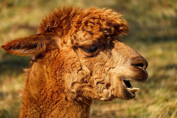 alpaga fiche animaux alpaca fact animal animaux du perou bolivie chili mammifere