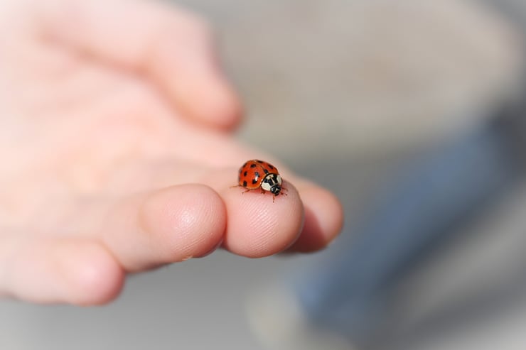 coccinelle sur une main