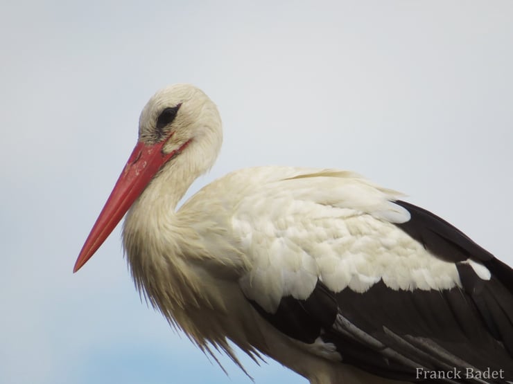 animaux animal oiseaux