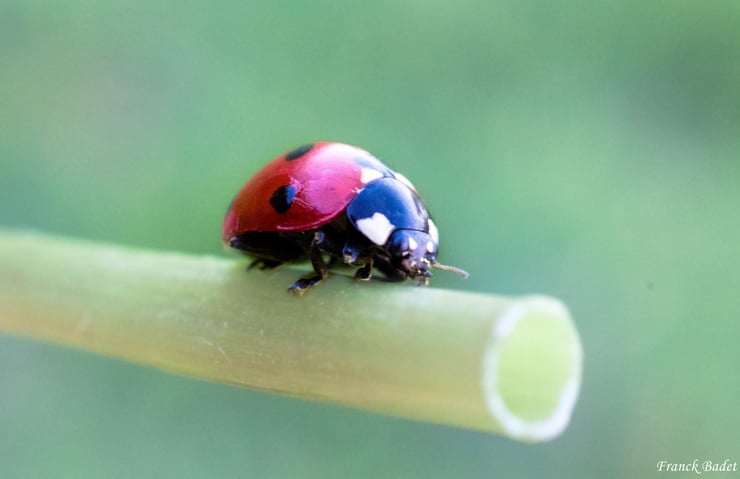 coccinelle fiche insecte du jardin