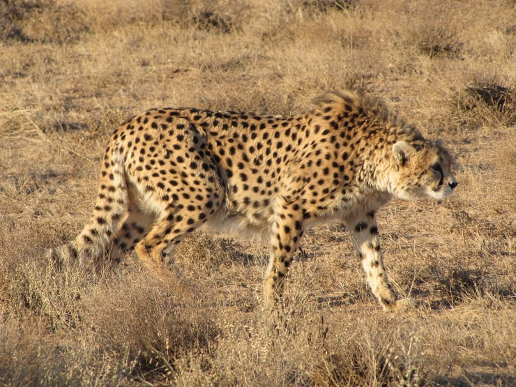 guepard d'asie fiche animaux felins
