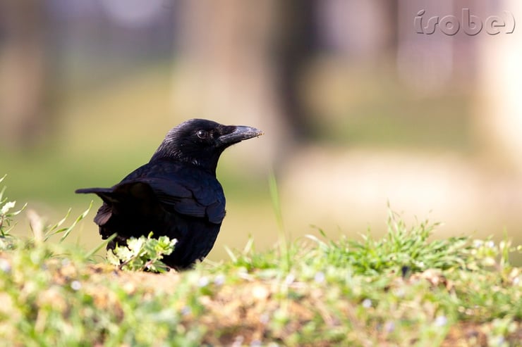 corneille animal nuisible en voie de destruction
