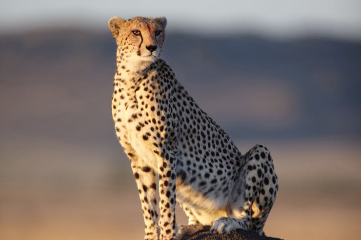 animaux celebre sita felins