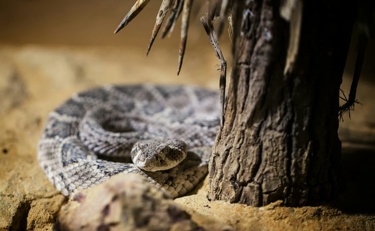 crotale de l'est ou crotale diamantin serpent floride amérique états unis