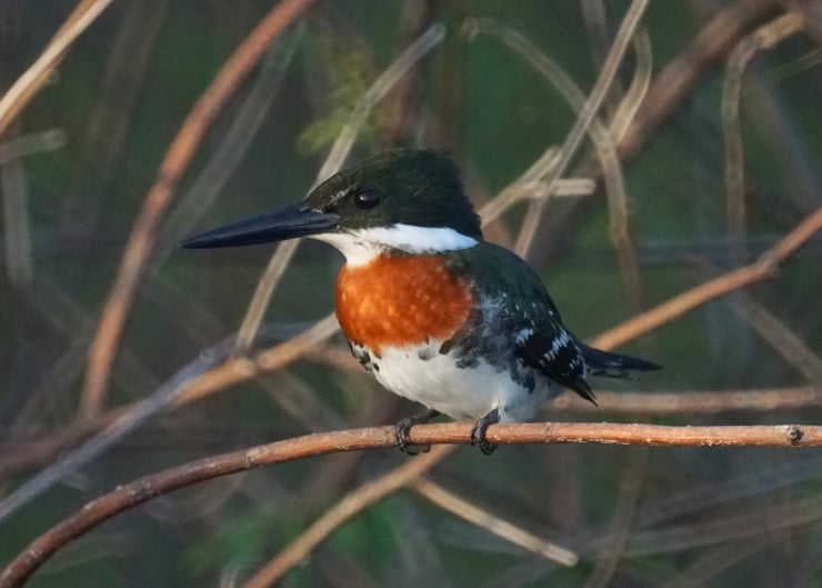 green kingfisher animal bird facts martin pecheur vert oiseaux