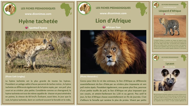 fiches animaux afrique à telecharger et a imprimer pdf download animal fact africa lion lycaon leopard panthere hyene