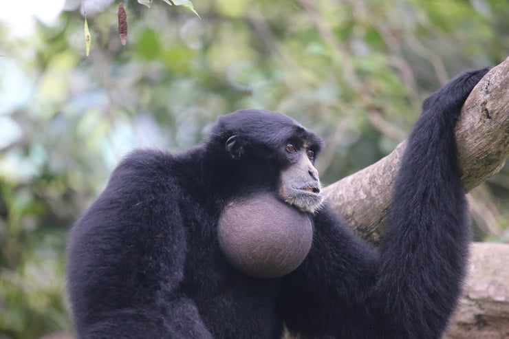 siamang singe gibbon de Malaisie en danger d'extinction exploitation huile de palme