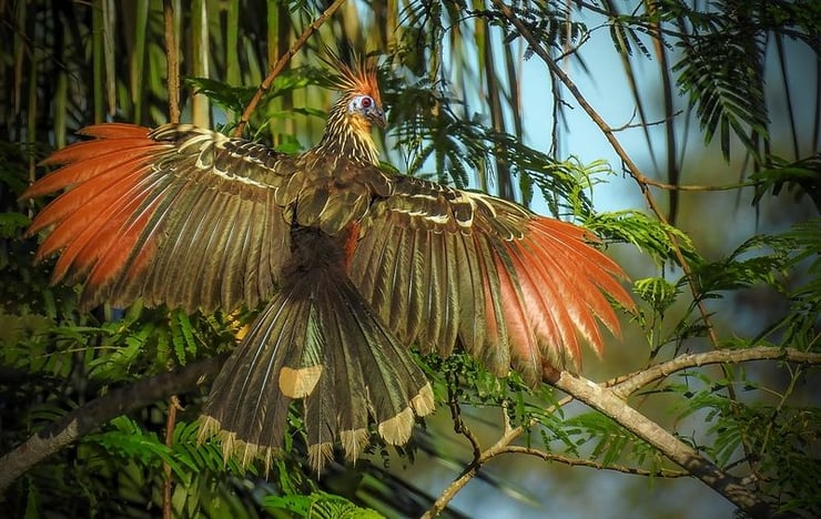 hoazin huppe opisthocomus hoazin fiche oiseaux animaux hoatzin fact