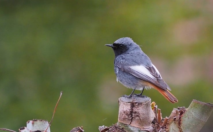 rouge queue fiche oiseaux animaux