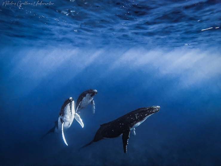 groupe de baleine à bosses remontant vers la surface