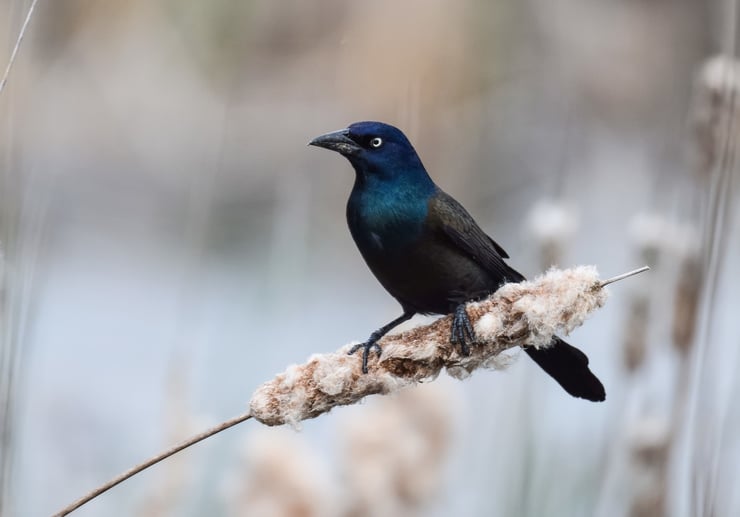 quiscale bronzé fiche oiseaux amerique du nord animaux