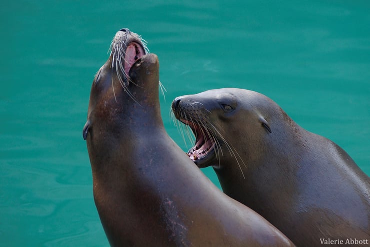 animaux marins fiche animal otarie de californie animal facts zalophus californianus