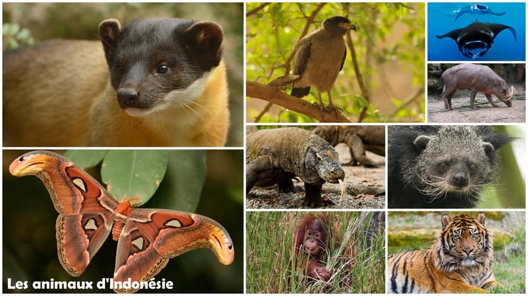 liste des animaux d'indonesie 