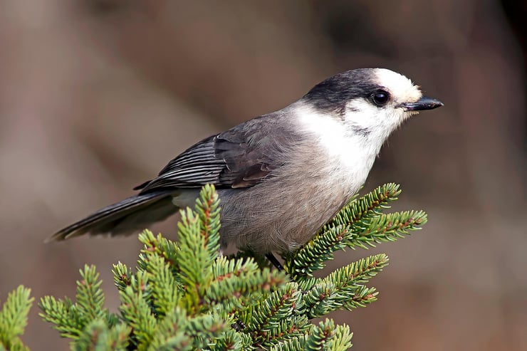 Le mésangeai du Canada : l’oiseau familier des forêts boréales du Québec
