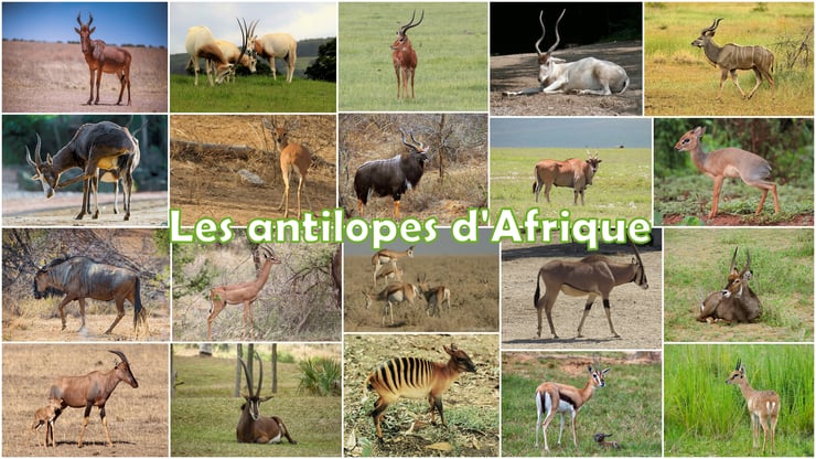 antilopes afrique animaux sauvages
