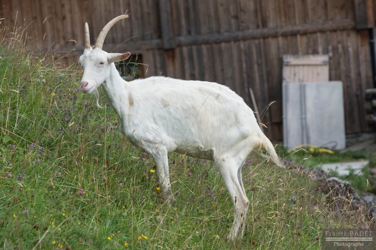 chevre blanche les lindarets hautes savoie village montagne