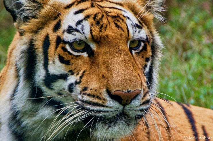tigre du bengale fiche liste des animaux de l'inde