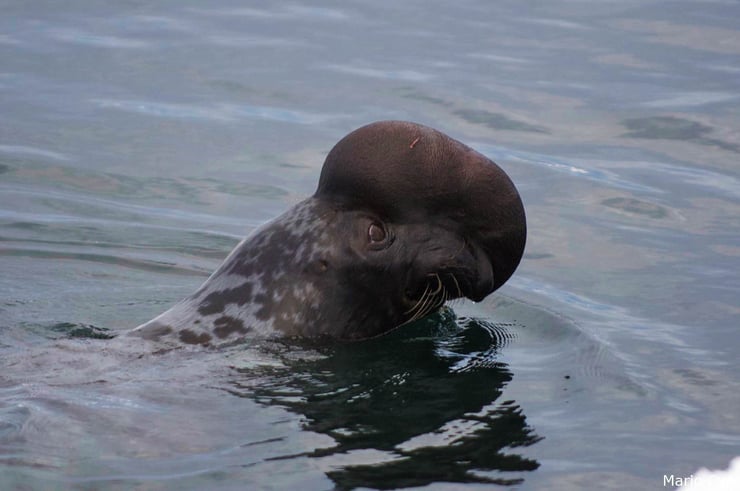 phoque a capuchon male fiche animaux mammifere marin 