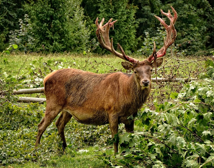 cerf rouge alpes suisses animaux des montagnes faune