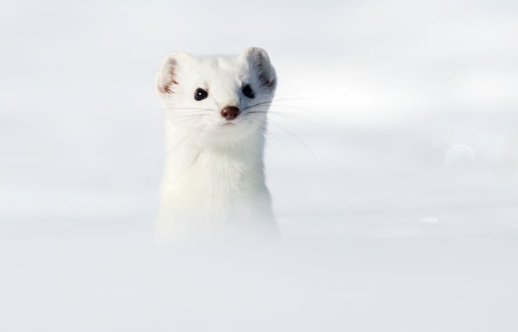 hermine blanche white stoat