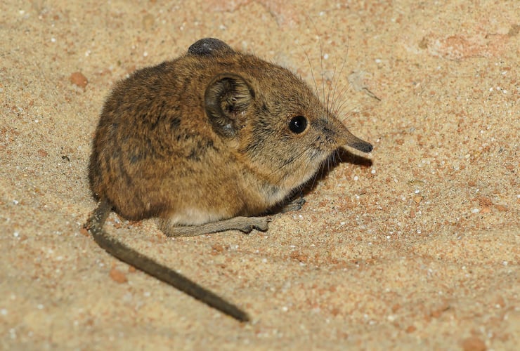 musaraigne éléphant elephant shrew taille poids comportement longevite