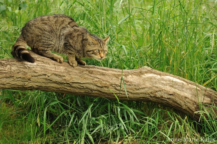 fiche animaux chat sauvage foret