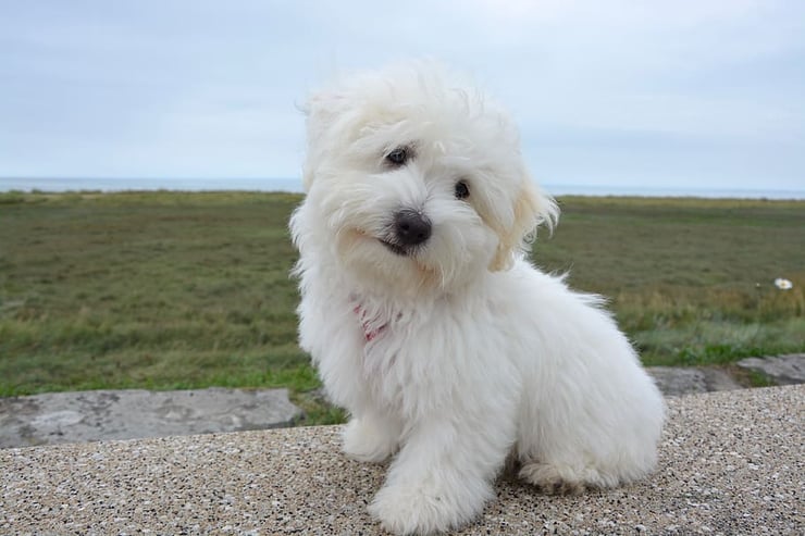 coton de tulear fiche chien animaux caractere comportement origine poil couleur