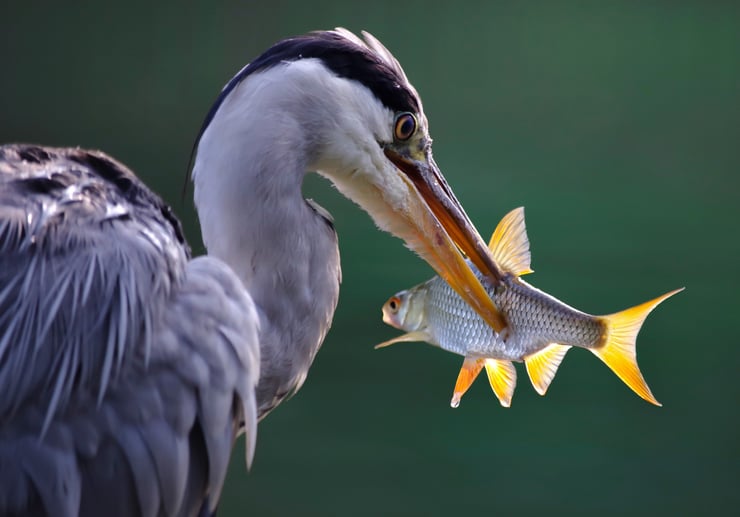 heron cendre mangeant un poisson bec fiche oiseaux animaux