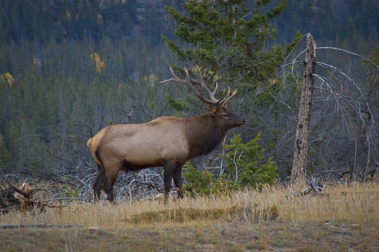cerf wapiti canada