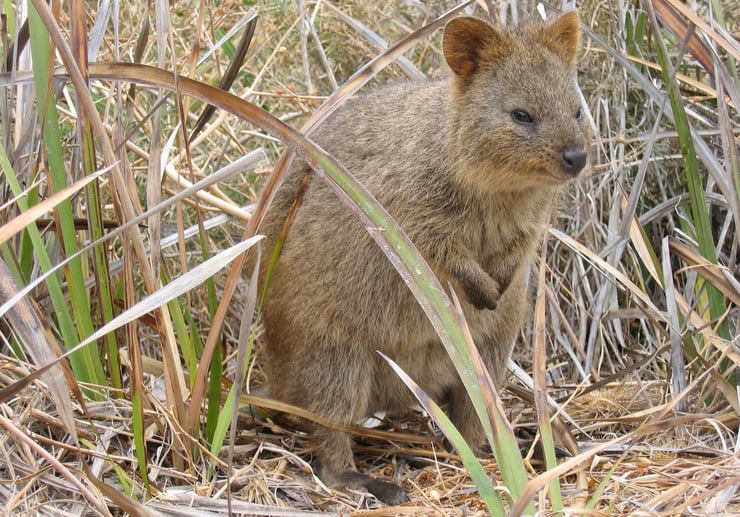 Le quokka un animal sociable et curieux roi des selfies